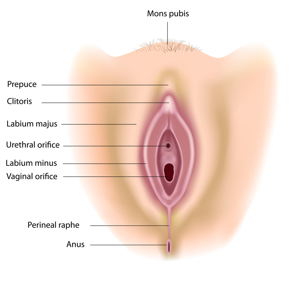 Female vagina structure