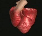 heart-muscle