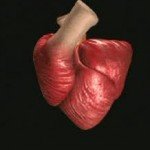 heart-muscle