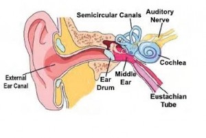 inner-ear-diagram1