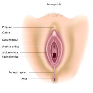 vag anatomy