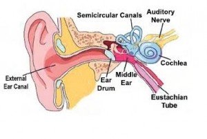 inner-ear-diagram1